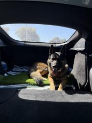 Reunited Male Dog last seen Near Freeway near Sweetwater rd, Spring Valley, CA 91977