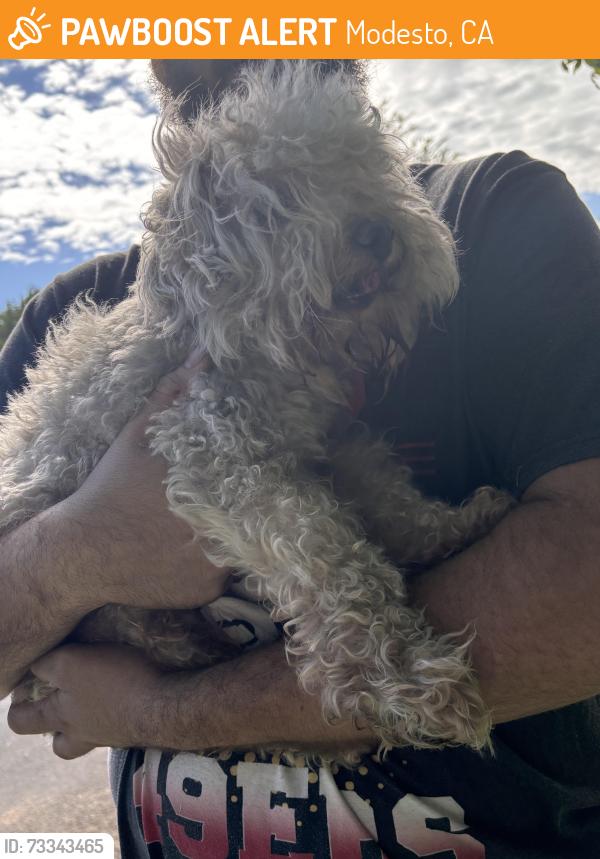Found/Stray Male Dog last seen Sharondell drive and Mount Vernon drive, Modesto, CA 95350