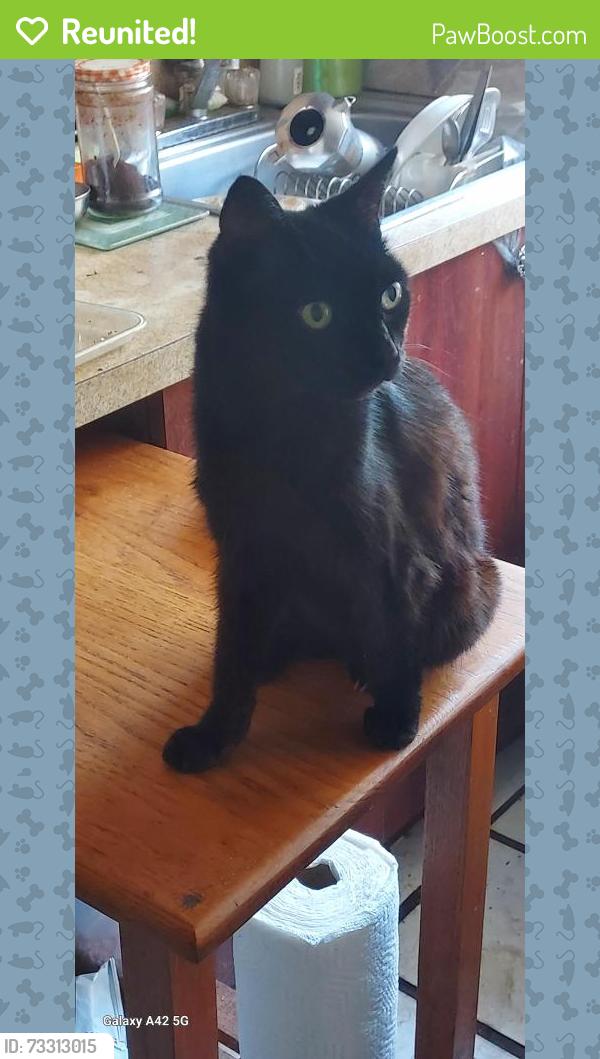 Reunited Female Cat last seen Garfield ST between US1 and 19 ave., Hollywood, FL 33020