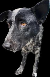 Shelter Stray Female Dog last seen Near BLOCK RIO GRANDE BLVD, 3001 2nd St SW, Albuquerque, NM 87105, USA