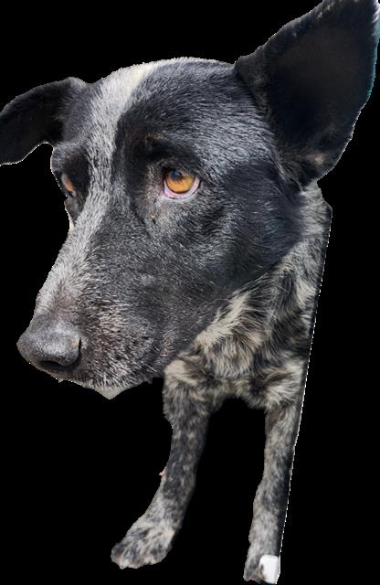 Shelter Stray Female Dog last seen Near BLOCK RIO GRANDE BLVD, 3001 2nd St SW, Albuquerque, NM 87105, USA