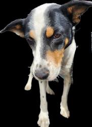 Shelter Stray Female Dog last seen Near BLOCK RIO GRANDE BLVD, 3001 2nd St SW, Albuquerque, NM 87105, USA