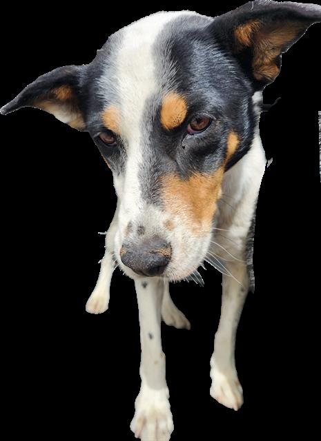 Shelter Stray Female Dog last seen Near BLOCK RIO GRANDE BLVD, 3001 2nd St SW, Albuquerque, NM 87105, USA