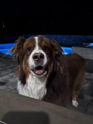 Reunited Female Dog last seen Near Phoenix’s fall st, North Las Vegas, NV 89084