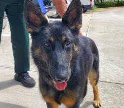 Shelter Stray Female Dog last seen Near BLOCK SW 30 AV, DANIA FL 33312, 2400 SW 42nd St, Fort Lauderdale, FL 33312, USA