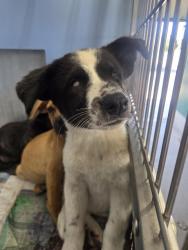 Shelter Stray Female Dog last seen , 333 Chandler Pl, San Bernardino, CA 92408, USA