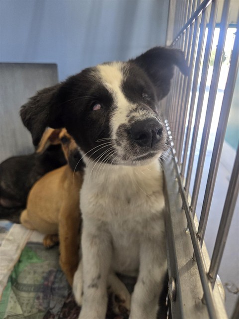 Shelter Stray Female Dog last seen , 333 Chandler Pl, San Bernardino, CA 92408, USA