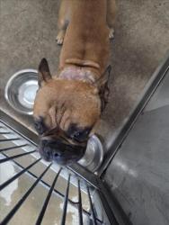 Shelter Stray Male Dog last seen SIERRA WAY X 6TH ST, 333 Chandler Pl, San Bernardino, CA 92408, USA