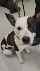 Shelter Stray Female Dog last seen Near, 2600 S Harding St, Indianapolis, IN 46221, USA