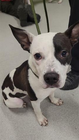 Shelter Stray Female Dog last seen Near, 2600 S Harding St, Indianapolis, IN 46221, USA