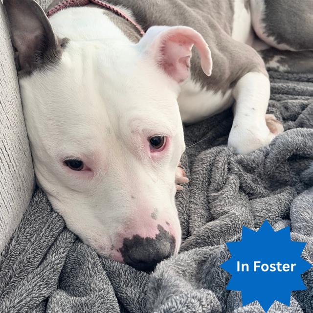 Shelter Stray Female Dog last seen Near, 2600 S Harding St, Indianapolis, IN 46221, USA