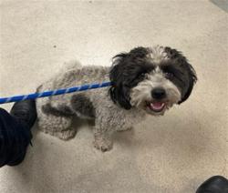 Shelter Stray Male Dog last seen , 14409 Vanowen St, Van Nuys, CA 91405, USA