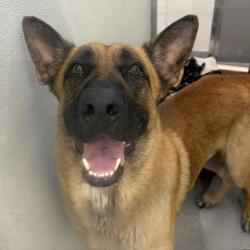 Shelter Stray Male Dog last seen Near, 2600 S Harding St, Indianapolis, IN 46221, USA