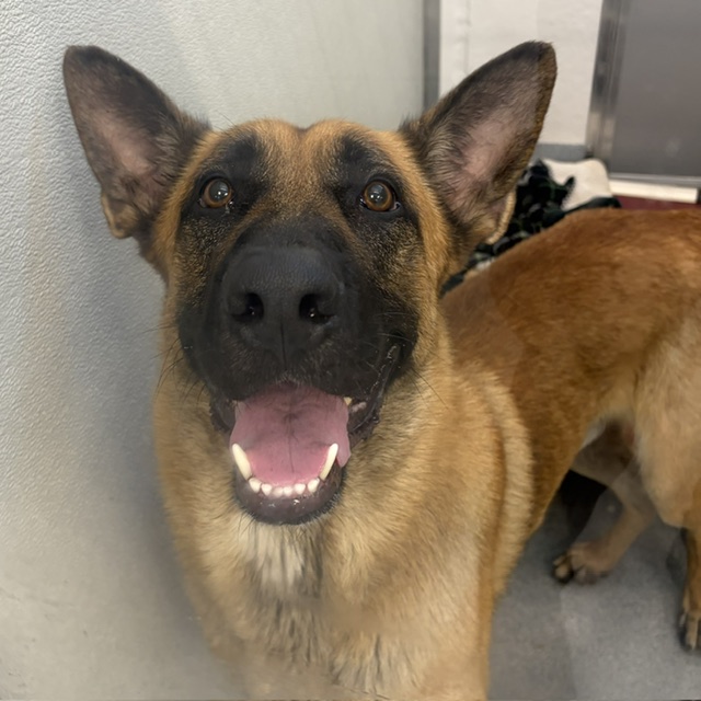 Shelter Stray Male Dog last seen Near, 2600 S Harding St, Indianapolis, IN 46221, USA