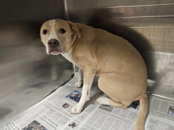 Shelter Stray Male Dog last seen , 14409 Vanowen St, Van Nuys, CA 91405, USA