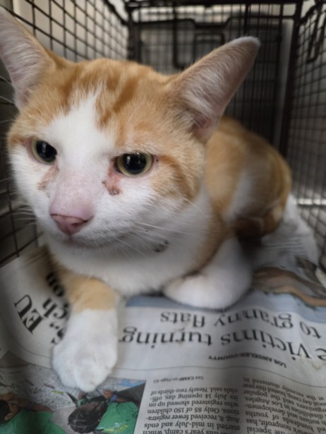 Shelter Stray Male Cat last seen , 957 N Gaffey St, San Pedro, CA 90731, USA