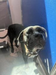 Shelter Stray Male Dog last seen Near, 2600 S Harding St, Indianapolis, IN 46221, USA