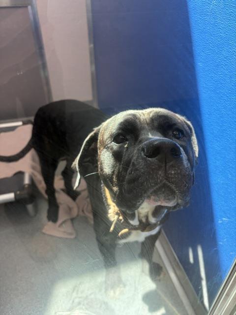 Shelter Stray Male Dog last seen Near, 2600 S Harding St, Indianapolis, IN 46221, USA