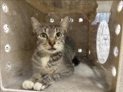 Shelter Stray Female Cat last seen , 957 N Gaffey St, San Pedro, CA 90731, USA