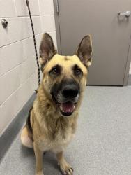 Shelter Stray Male Dog last seen Near, 2600 S Harding St, Indianapolis, IN 46221, USA