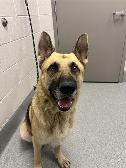Shelter Stray Male Dog last seen Near, 2600 S Harding St, Indianapolis, IN 46221, USA