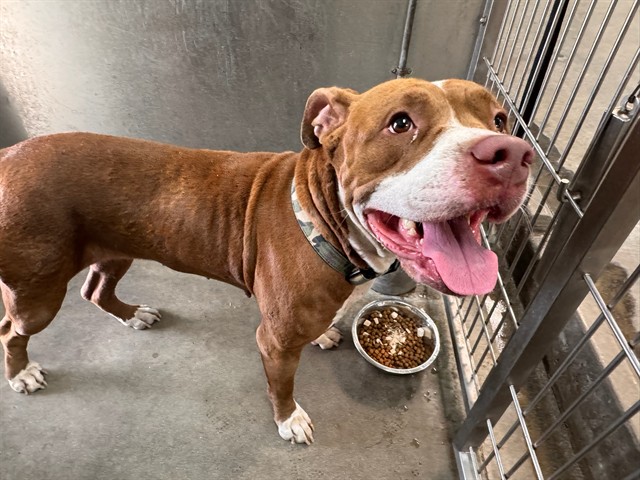 Shelter Stray Female Dog last seen STANFORD AND BROADWAY ALLEY, 1640 9th St, Santa Monica, CA 90404, USA