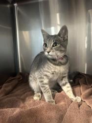 Shelter Stray Female Cat last seen Near BLOCK BLCK LEES AVE, LONG BEACH, CA 90808, 7700 E Spring St, Long Beach, CA 90815, USA
