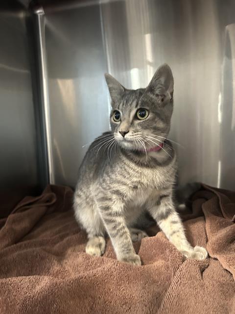 Shelter Stray Female Cat last seen Near BLOCK BLCK LEES AVE, LONG BEACH, CA 90808, 7700 E Spring St, Long Beach, CA 90815, USA