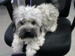 Shelter Stray Male Dog last seen JUAN TABO & LOMAS, 8920 Lomas Blvd NE, Albuquerque, NM 87112, USA