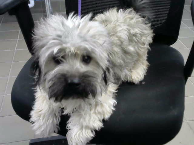 Shelter Stray Male Dog last seen JUAN TABO & LOMAS, 8920 Lomas Blvd NE, Albuquerque, NM 87112, USA