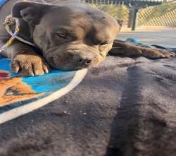 Shelter Stray Male Dog last seen PECAN AVE/TERRAMORE DR ,95662, 3839 Bradshaw Rd, Sacramento, CA 95827, USA