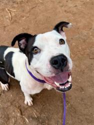 Shelter Stray Female Dog last seen CHARLOTTE, 8315 Byrum Dr, Charlotte, NC 28217, USA