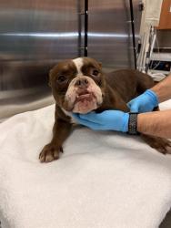 Shelter Stray Female Dog last seen Near BLOCK NW 115TH ST, 3599 NW 79th Ave, Doral, FL 33122, USA