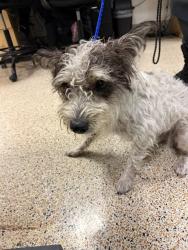 Shelter Stray Male Dog last seen Near BLOCK SW 306 ST, 3599 NW 79th Ave, Doral, FL 33122, USA