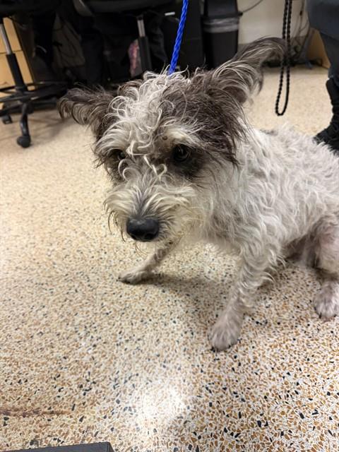 Shelter Stray Male Dog last seen Near BLOCK SW 306 ST, 3599 NW 79th Ave, Doral, FL 33122, USA