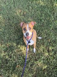 Shelter Stray Female Dog last seen PINEVILLE, 8315 Byrum Dr, Charlotte, NC 28217, USA