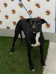 Shelter Stray Female Dog last seen , 19640 Dogpatch Ln, Land O' Lakes, FL 34638, USA