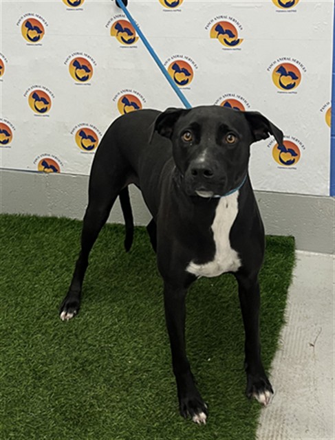 Shelter Stray Female Dog last seen , 19640 Dogpatch Ln, Land O' Lakes, FL 34638, USA