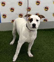 Shelter Stray Female Dog last seen OLD COLLIER RD AND TABAK LN, 19640 Dogpatch Ln, Land O' Lakes, FL 34638, USA