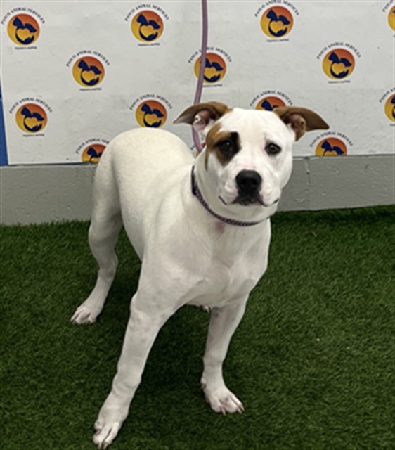 Shelter Stray Female Dog last seen OLD COLLIER RD AND TABAK LN, 19640 Dogpatch Ln, Land O' Lakes, FL 34638, USA