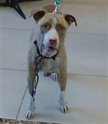 Shelter Stray Female Dog last seen HELENA ST, 19640 Dogpatch Ln, Land O' Lakes, FL 34638, USA