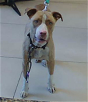 Shelter Stray Female Dog last seen HELENA ST, 19640 Dogpatch Ln, Land O' Lakes, FL 34638, USA