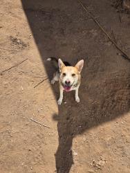 Reunited Female Dog last seen Baxter and terrace ave in good hope, Perris, CA 92570
