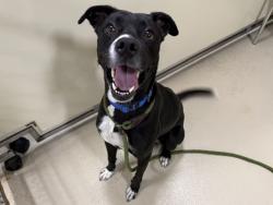 Shelter Stray Male Dog last seen , 3839 W Burnham St, West Milwaukee, WI 53215, USA