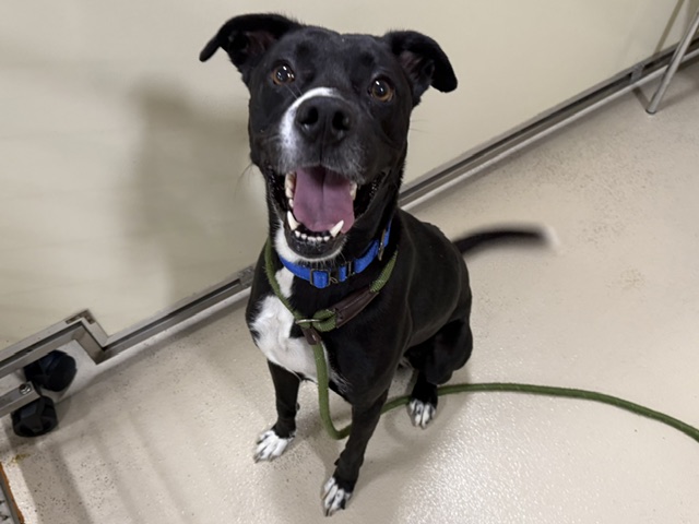 Shelter Stray Male Dog last seen , 3839 W Burnham St, West Milwaukee, WI 53215, USA