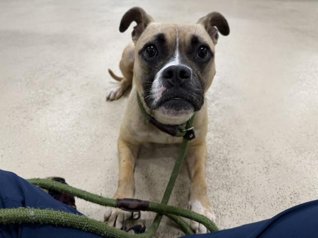 Shelter Stray Female Dog last seen 57TH VILLARD, 3839 W Burnham St, West Milwaukee, WI 53215, USA
