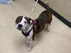 Shelter Stray Female Dog last seen Near BLOCK W SILVER SPRING SR, 3839 W Burnham St, West Milwaukee, WI 53215, USA