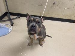 Shelter Stray Female Dog last seen Near BLOCK N VEL R PHILLIPS ST, 3839 W Burnham St, West Milwaukee, WI 53215, USA