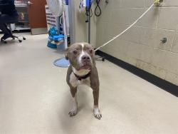 Shelter Stray Female Dog last seen 12TH/RING, 3839 W Burnham St, West Milwaukee, WI 53215, USA