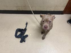 Shelter Stray Female Dog last seen 12TH/RING, 3839 W Burnham St, West Milwaukee, WI 53215, USA